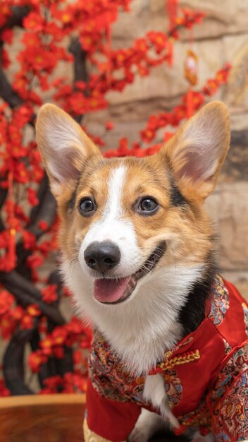 Ein männlicher Corgi Pembroke Welsh Fotoshooting Haustier Fotografie Studio isoliert mit blauem Hintergrund Weihnachtsthema Kleid und Dekoration