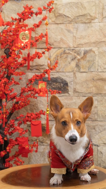 Ein männlicher Corgi Pembroke Welsh Fotoshooting Haustier Fotografie Studio isoliert mit blauem Hintergrund Weihnachtsthema Kleid und Dekoration