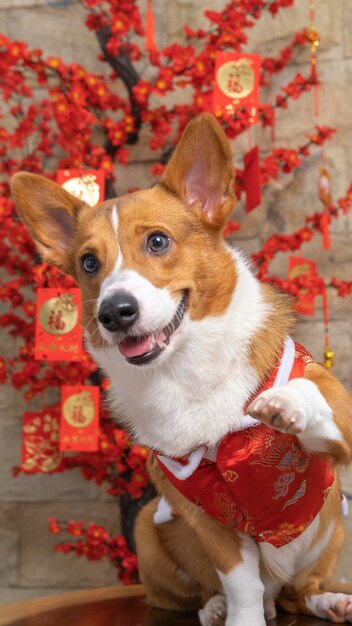 Ein männlicher Corgi Pembroke Welsh Fotoshooting Haustier Fotografie Studio isoliert mit blauem Hintergrund Weihnachtsthema Kleid und Dekoration