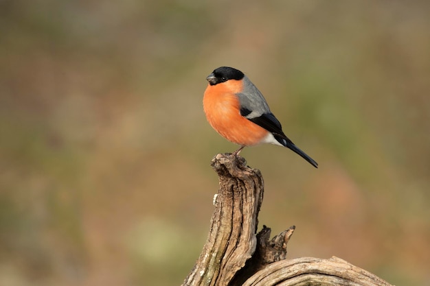 Ein männlicher eurasischer Bullfinch im spätabendlichen Licht in einem Eichen- und Buchenwald an einem kalten Wintertag