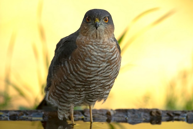 Ein männlicher Eurasischer Spatz badet vor Sonnenaufgang an einem Wasserpunkt in einem Mittelmeerwald