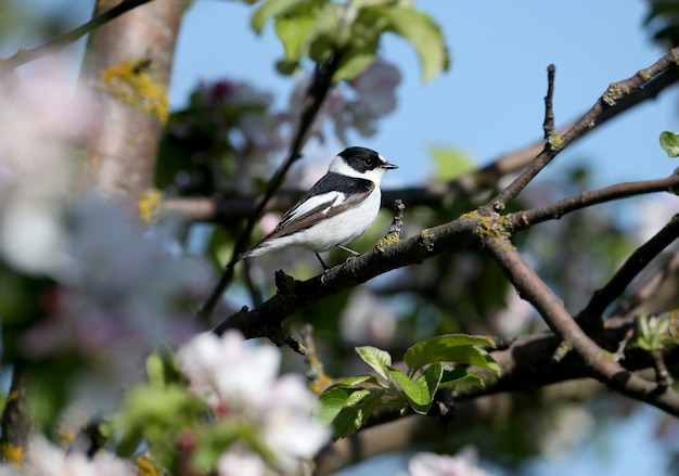 Ein männlicher europäischer Trauerschnäpper (Ficedula hypoleuca) auf einer Zweigniederlassung in seinem natürlichen Lebensraum.