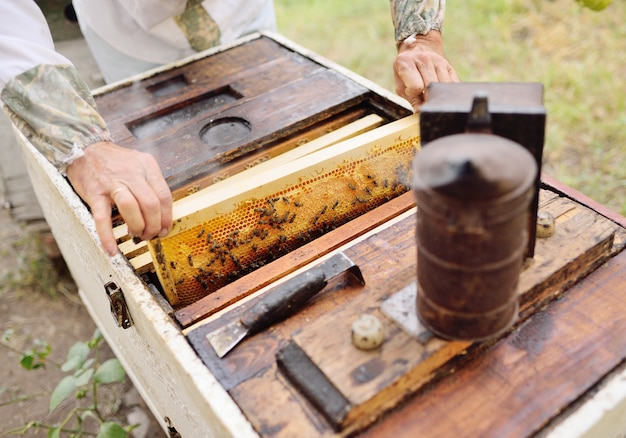 Ein männlicher Imker nimmt aus dem Bienenstock oder Bienenhaus den Rahmen für Bienen