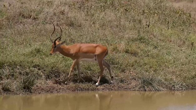 Ein männlicher Impala geht an einem Flussufer entlang