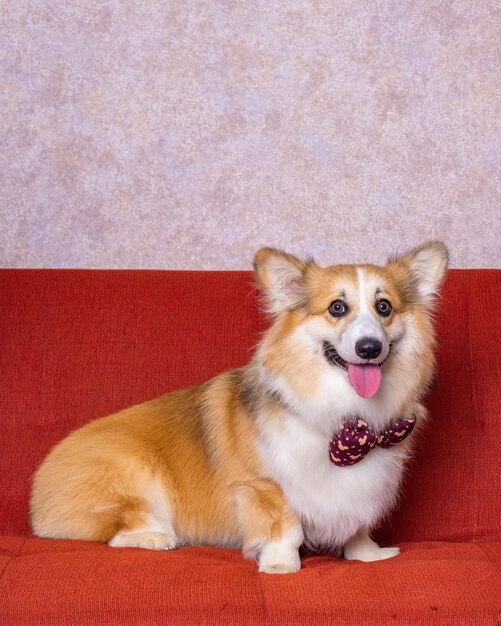 Ein männlicher langhaariger pembroke welsh corgi dog photoshoot studio pet photography mit konzept rotem stuhl sofa und glitzerndem rosa hintergrund