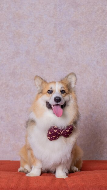 Ein männliches langhaariges Pembroke-Waliser-Corgi-Hund-Fotoshooting-Studio-Tierfotografie mit Konzept-rotem Stuhl-Sofa und glitzerndem rosa Hintergrund