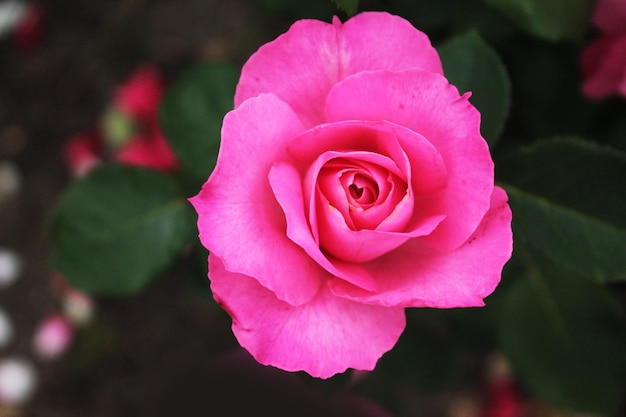 Ein Märchen besucht eine zarte rosa Rose