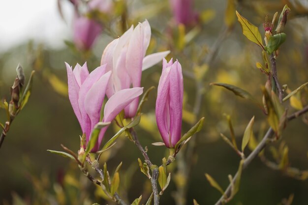 Foto ein magnolienbaum mit rosa blüten an den ästen