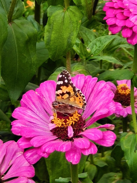 Ein Mahagoni-Schmetterling sitzt auf einer rosa Blume Seitenansicht Hintergrund von Grün und Blumen