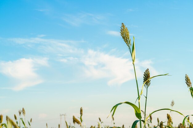 ein Maisfeld mit dem Himmel im Hintergrund