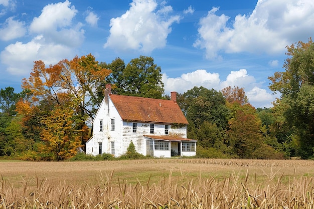 Ein Maisfeld mit einem Bauernhaus zwischen den Stängeln