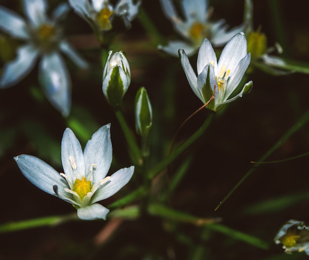 Ein Makro einer Gruppe spontaner weißer Blüten in der Nähe eines Waldes