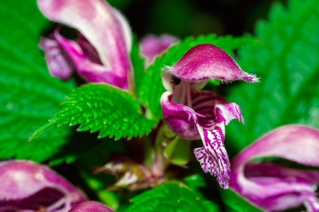 Ein Makro einer lila Blume mitten im Wald