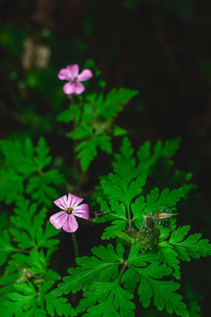 Ein Makro einer lila Blume mitten im Wald