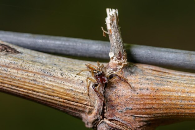 Ein Makro einer Spinne auf einer Rebe