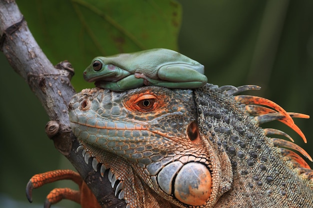 ein Makro eines fantastischen grünen Leguan-Eyeiguana-Porträts in Nahaufnahme