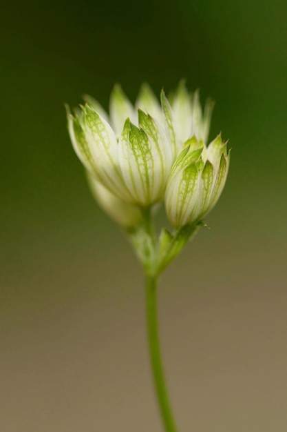 Foto ein makro-schuss masterwort