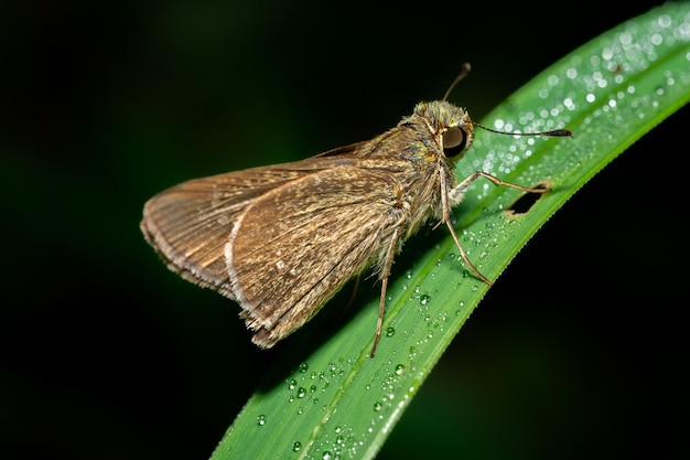 Ein Makrofoto eines Schmetterlings, der auf einem Blatt sitzt