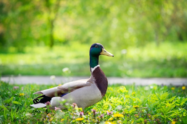 Foto ein mallard-männchen steht auf dem gras im öffentlichen park