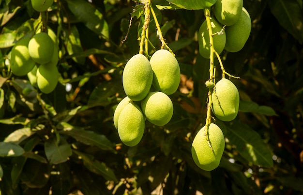 Ein Mangobaum Mangifera Indica mit grünen Früchten