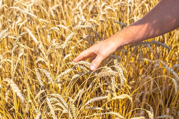 Ein Mann berührt mit seiner Hand die Ähren von reifem Getreide in einem Weizenfeld Brotreifung