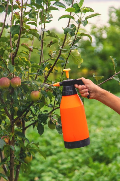 Ein Mann besprüht Bäume im Garten mit selektivem Fokus