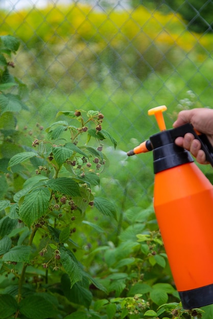 Ein Mann besprüht Bäume im Garten mit selektivem Fokus