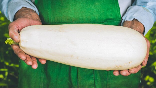 Ein Mann, der frische saisonale grüne Zucchini hält Gartenarbeit Landwirtschaft und Naturkost