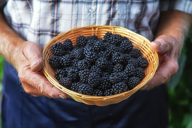 Ein Mann erntet Brombeeren im Garten. Selektiver Fokus. Essen.