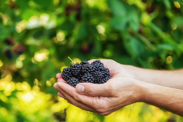 Ein Mann erntet Brombeeren im Garten. Selektiver Fokus. Essen.