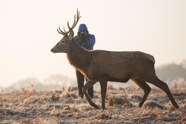 Ein Mann fotografiert Hirsche auf dem Feld