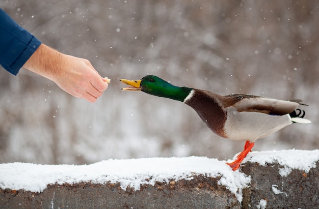 Foto ein mann füttert im winter in einem öffentlichen park ein entenbrot aus seiner hand. entenvögel stehen oder sitzen im schnee. migration von vögeln. enten und tauben im park warten auf nahrung von menschen.