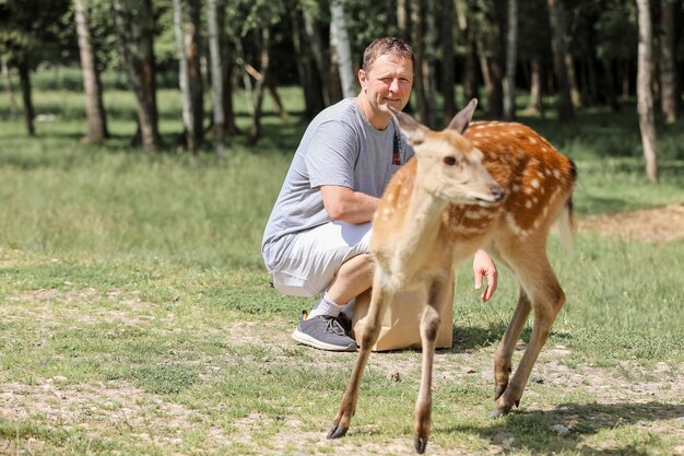 Ein Mann füttert süßen gefleckten Hirsch Bambi im Kontaktzoo. Der glückliche Reisende Mann genießt es, im Sommer mit wilden Tieren im Nationalpark zu verkehren.