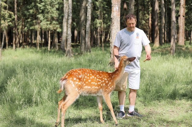 Ein Mann füttert süßen gefleckten Hirsch Bambi im Kontaktzoo. Der glückliche Reisende Mann genießt es, im Sommer mit wilden Tieren im Nationalpark zu verkehren.