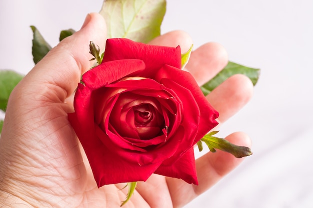 Ein Mann hält eine rote Rose in der Hand. Bewundern Sie die Schönheit der Blumen