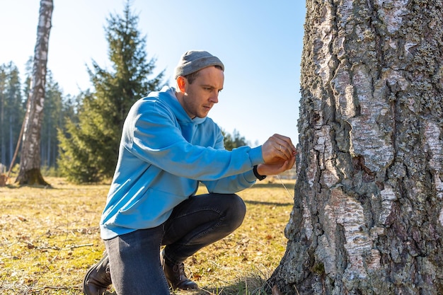 Ein Mann im Wald bereitet einen Birkenbaum für die Saftsammlung mit einem Spieß und einem Bohrer an einem sonnigen Frühlingstag vor