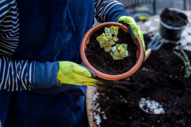 Ein Mann in Gummihandschuhen züchtet eine kleine Pflanze auf dem Tisch im Garten zu Hause