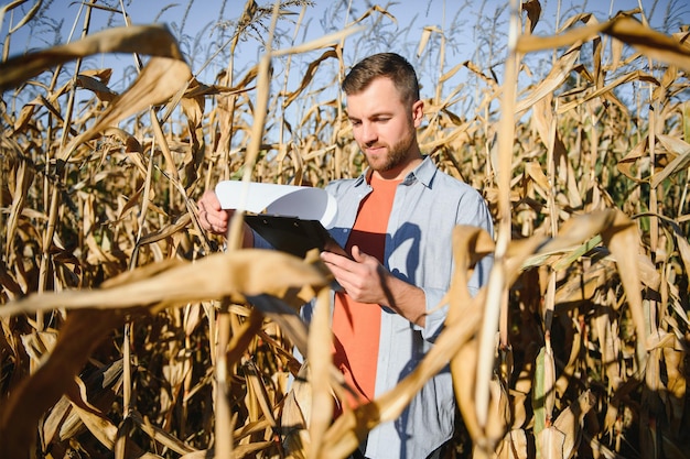 Ein Mann inspiziert ein Maisfeld und sucht nach Schädlingen Erfolgreicher Landwirt und Agrarunternehmen