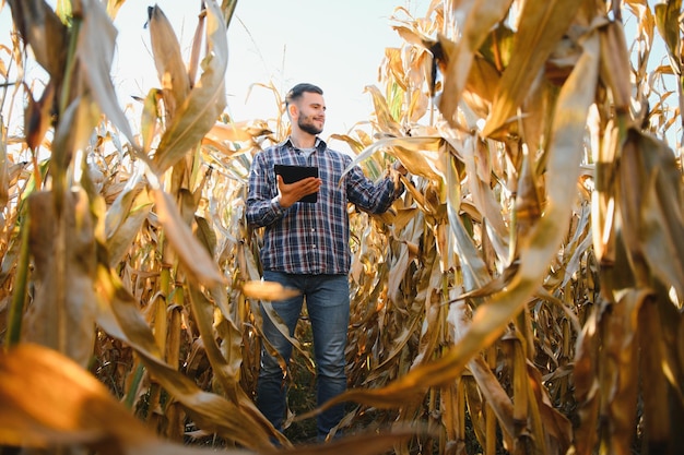 Foto ein mann inspiziert ein maisfeld und sucht nach schädlingen erfolgreicher landwirt und agrarunternehmen