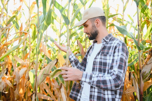 Ein Mann inspiziert ein Maisfeld und sucht nach Schädlingen Erfolgreicher Landwirt und Agrarunternehmen