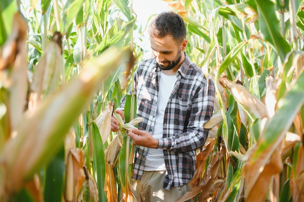 Ein Mann inspiziert ein Maisfeld und sucht nach Schädlingen Erfolgreicher Landwirt und Agrarunternehmen