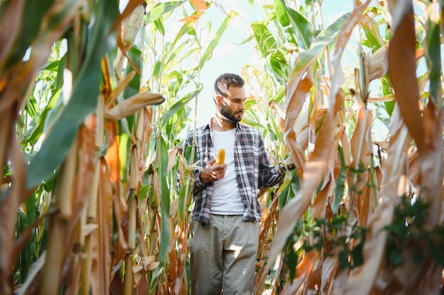 Ein Mann inspiziert ein Maisfeld und sucht nach Schädlingen Erfolgreicher Landwirt und Agrarunternehmen