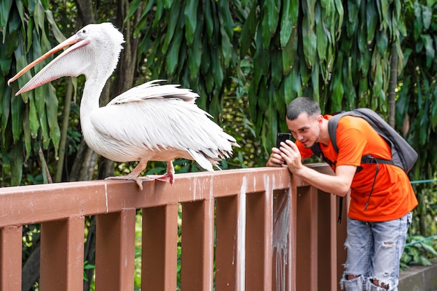 Ein Mann macht ein Selfie neben einem weißen Pelikan in einem grünen Park. Vögel beobachten