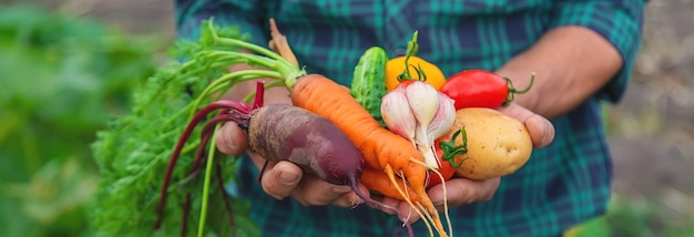 Ein Mann mit einer Gemüseernte im Garten Selektiver Fokus