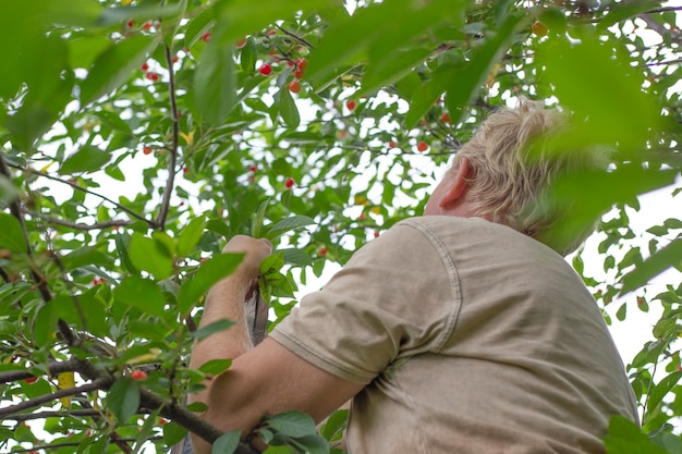 Ein Mann sammelt reife Kirschen, während er auf einem Baum sitzt. Köstliche gesunde Vitaminfrüchte im Sommer.