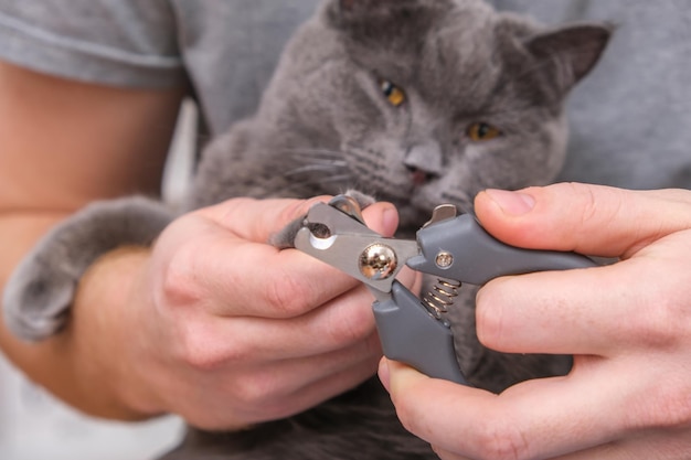 Ein Mann schneidet die Krallen einer jungen grauen Katze mit einem Krallenschneider, der Chartreuse widersteht