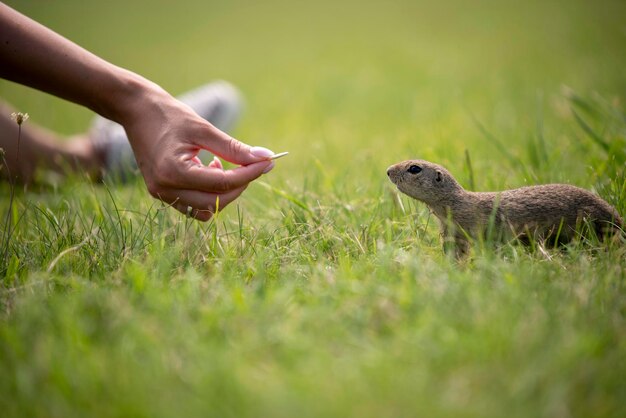 Ein Mann sitzt neben einem Eichhörnchen auf dem Feld