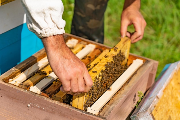 ein mann stellt im sommer einen rahmen mit bienen und honig in einen bienenstock im hof. Nahansicht