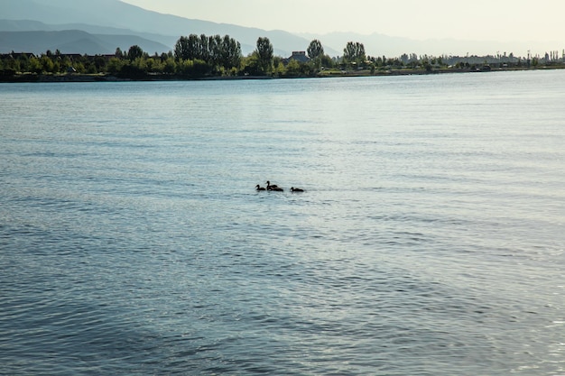 Ein Mann und eine Ente schwimmen im Wasser