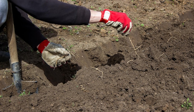 Ein Mann wählt die Wurzeln von Unkraut im selektiven Fokus der Gartengemüsegartenfarm